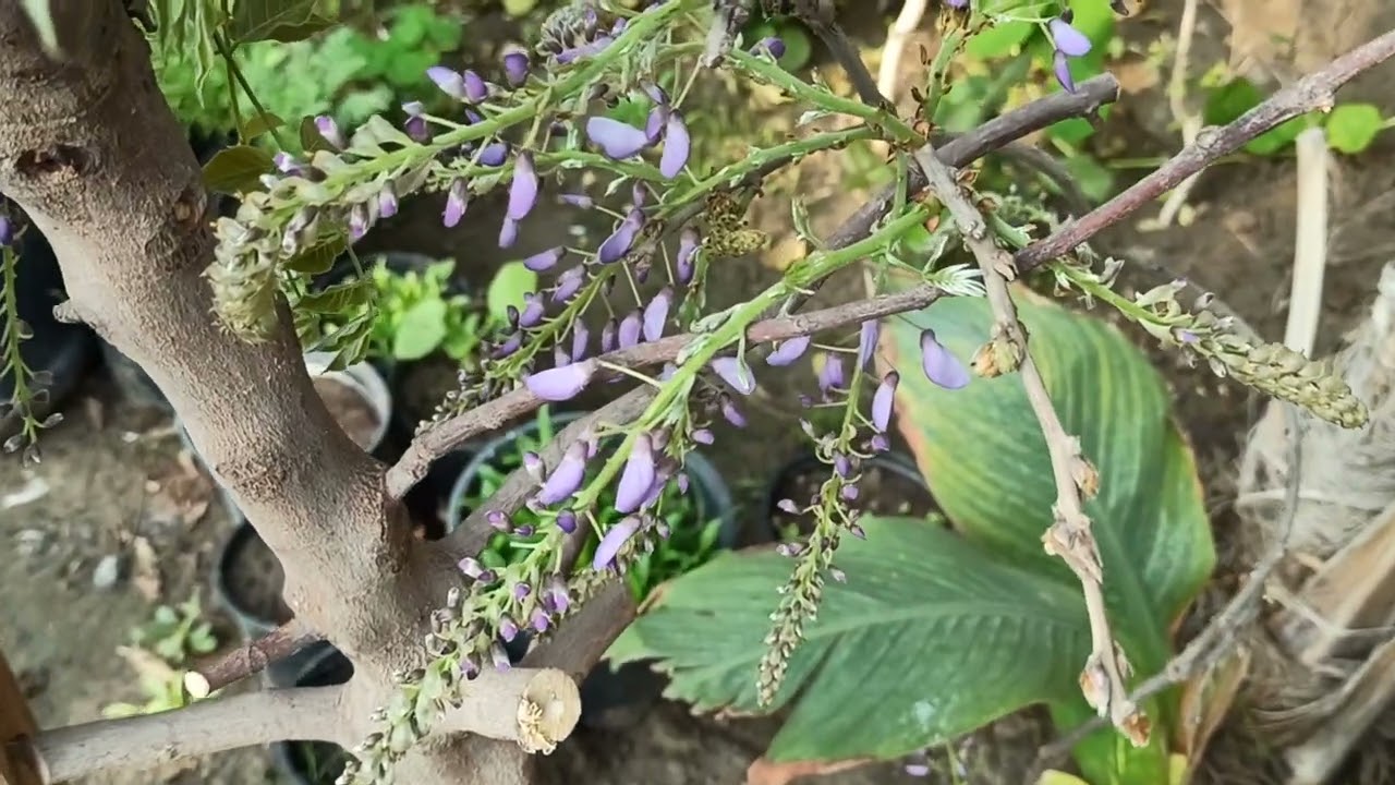 الويستريا أو الوستاريه (الاسم العلمي: Wisteria ) شاهدوا سحر وجمال أزهارها في حديقتي المنزلية اليوم