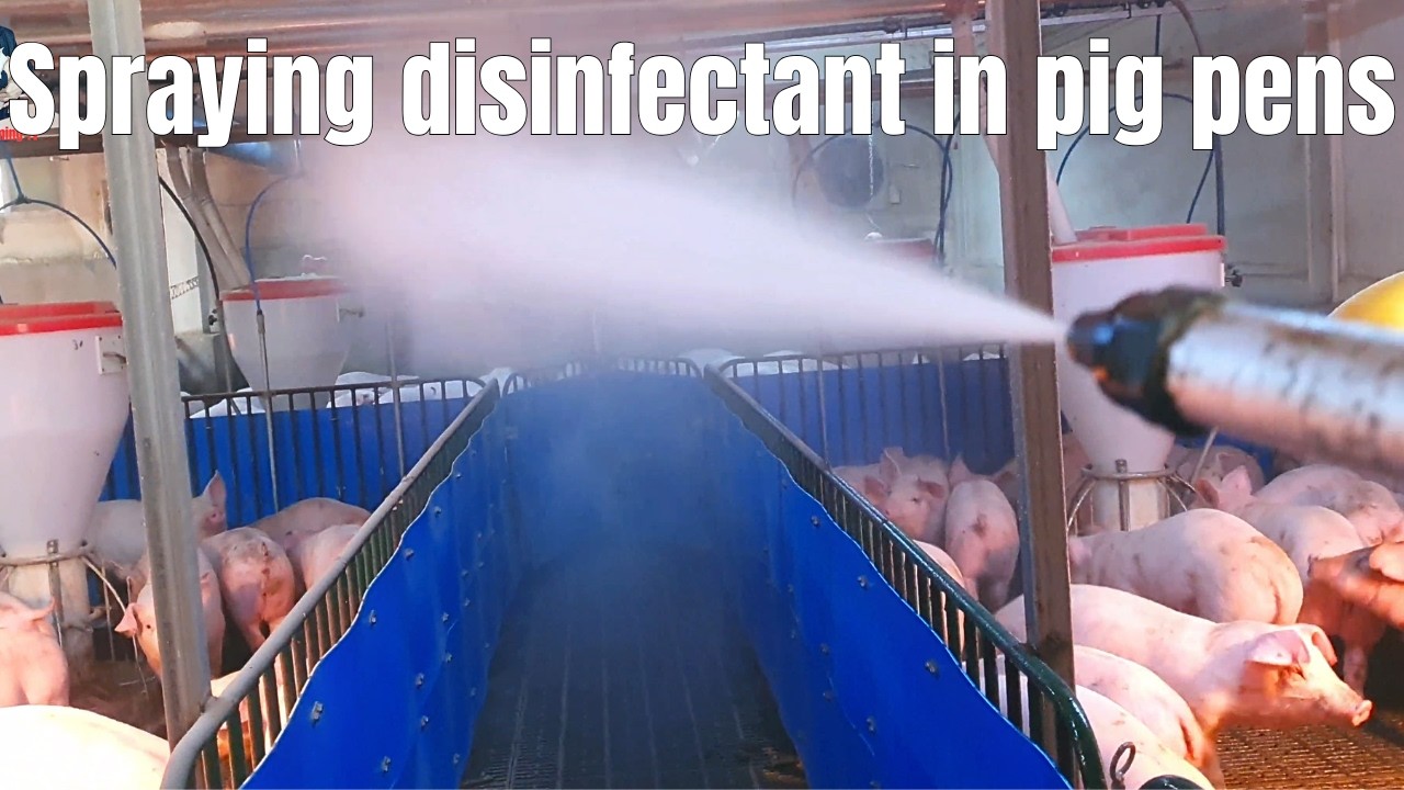 Sanitation in pig pens. | Video 47 | Farming in South Korea.