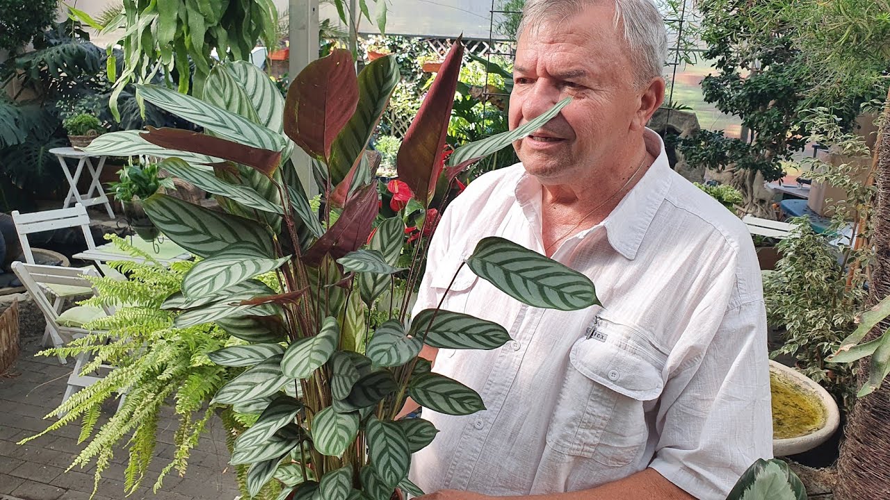CALATHEA aduce frumusete si relaxare in casa ta - Floraria Tria's