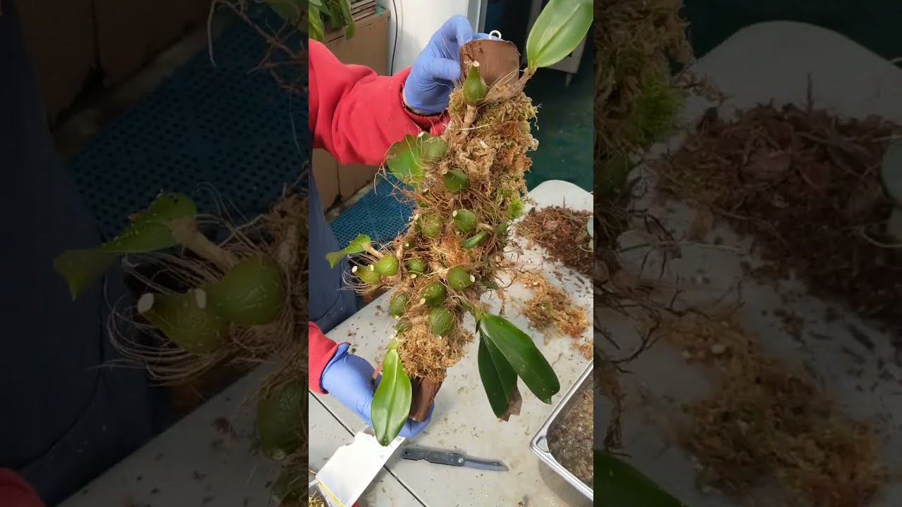 Orchid Repotting: Bulbophyllum Part 3