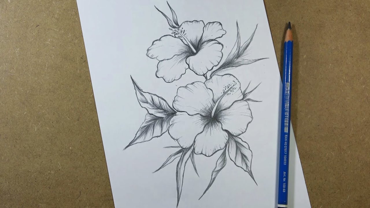 How to draw hibiscus flower step by step | Pencil