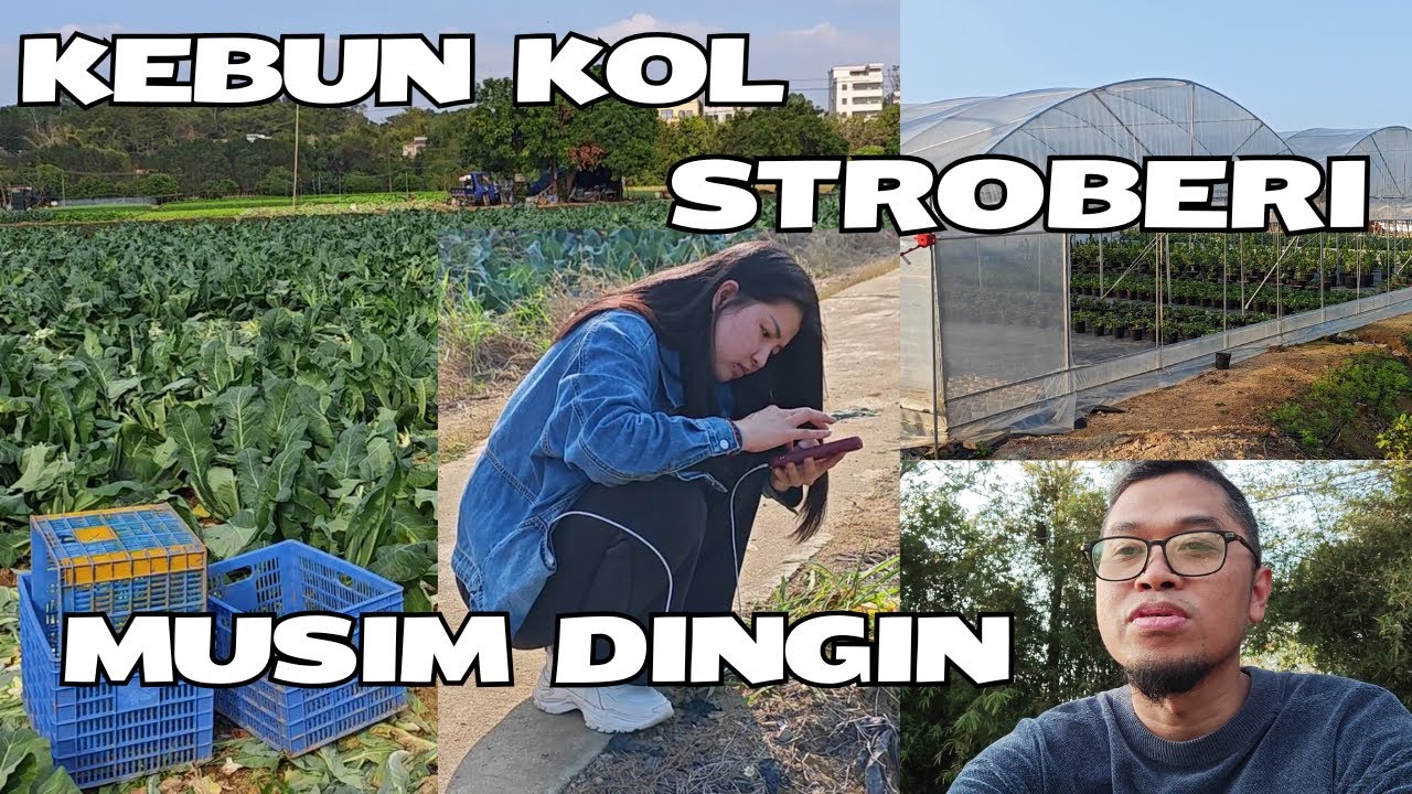 Kebun Kol dan Stroberi di Selatan Tiongkok