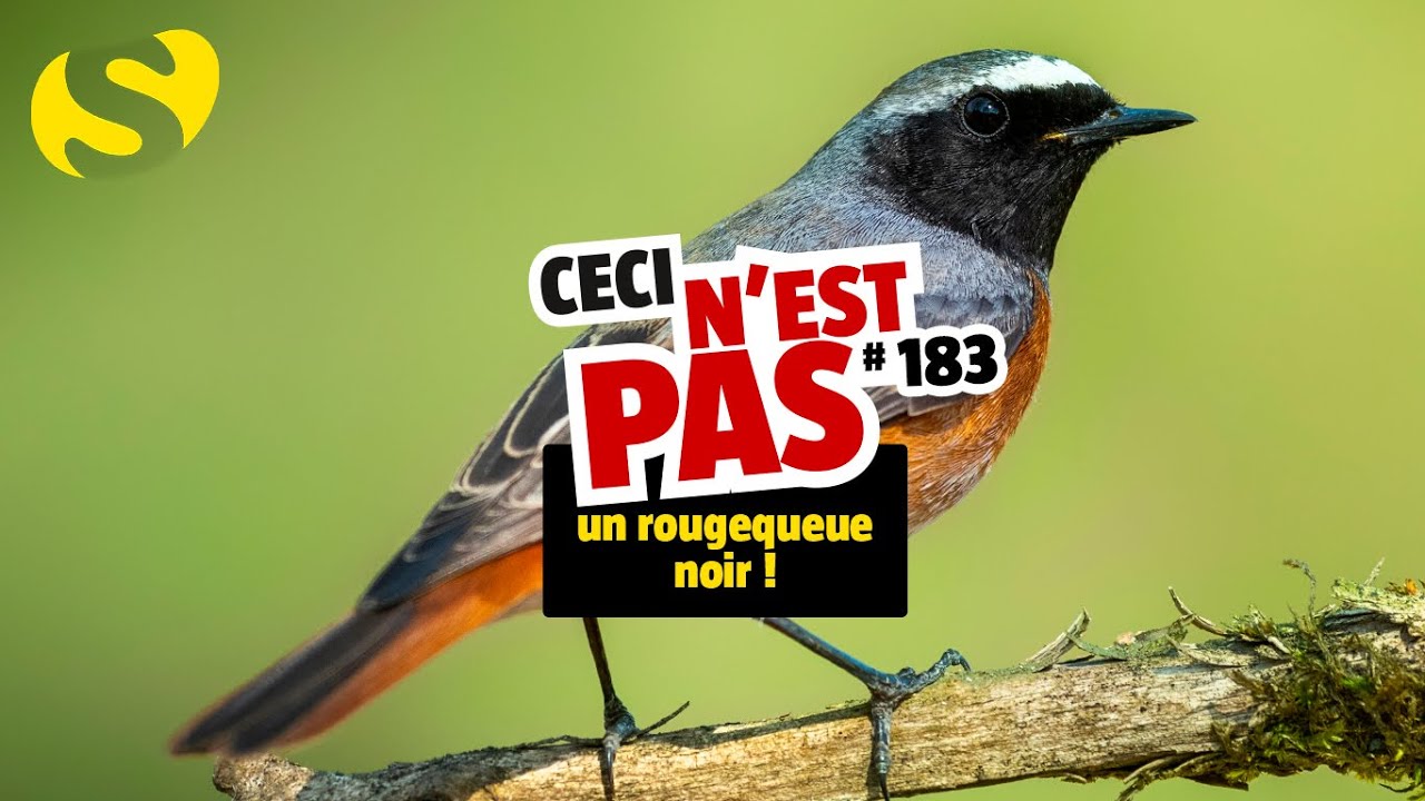 Ceci n'est pas un rougequeue noir (#183)