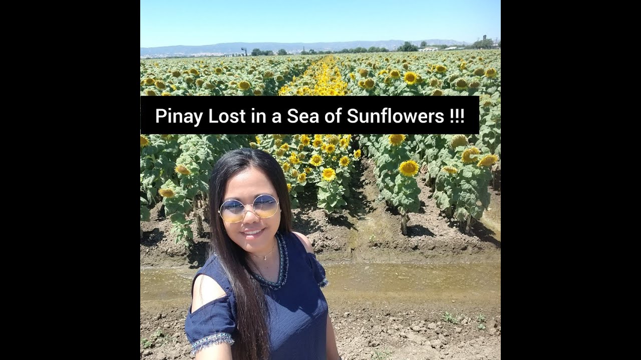 What to do in Dixon California