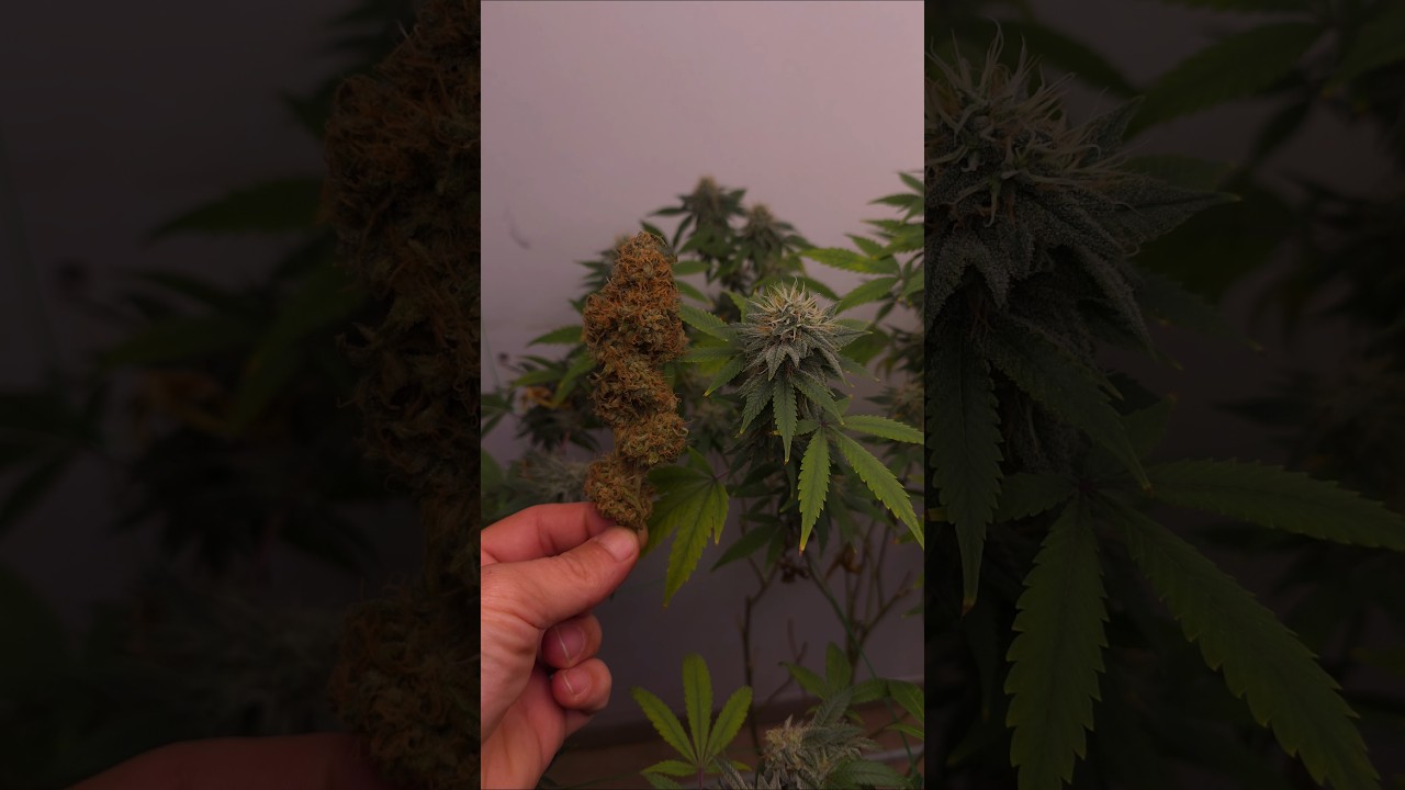 White Widow - Cultivo indoor LED #cannabiseducation #grow #cannabisdaily