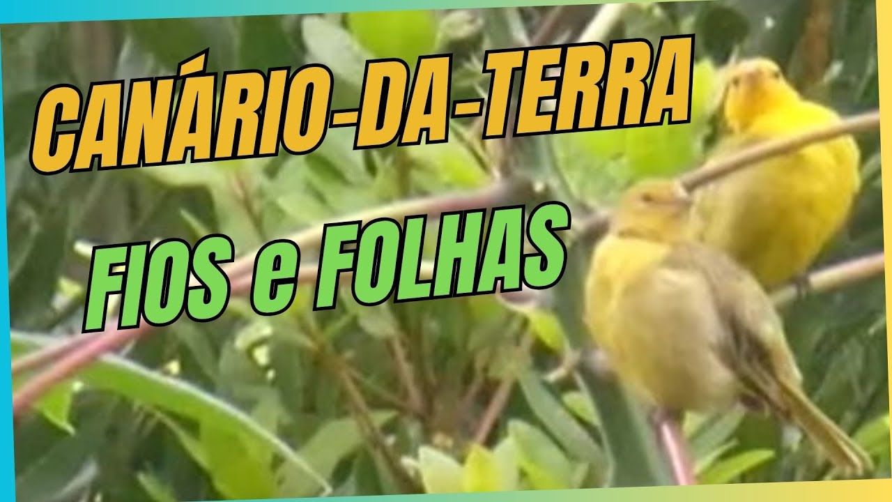 CANÁRIO-DA-TERRA, entre fios e folhas #freebirds