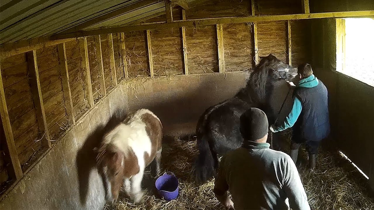 L&aacute;b nap. Lovak, p&oacute;nik, szamarak k&ouml;rm&ouml;z&eacute;se.