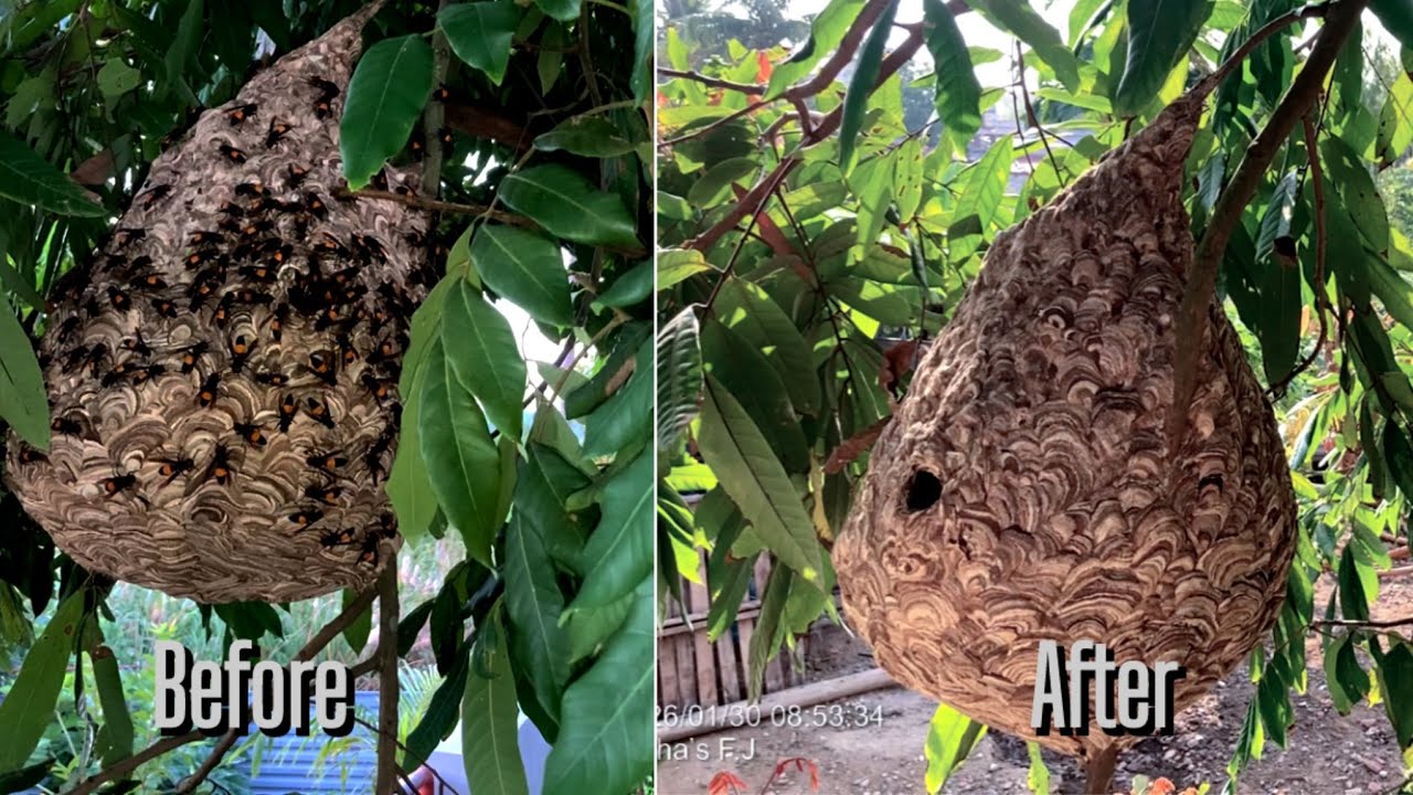 The Last Days of the Hive | Wasp’s Almanac – Late Season | Ong vò vẽ | Alpha’s F.J