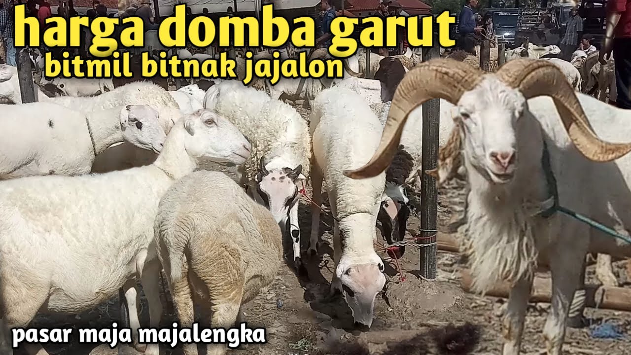 HARGA DOMBA GARUT BITMIL BITNAK JAJALON || pasar maja majalengka || 25 okt 2024
