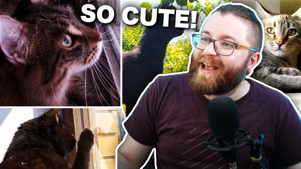 Vaush reacts to cats chirping at birds
