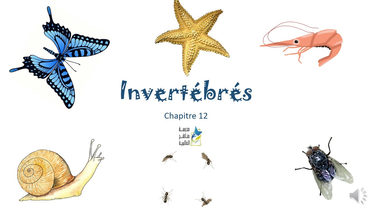 EB4 Invertebrates 1