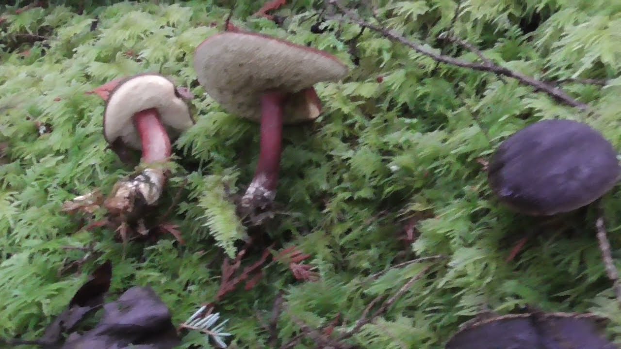 Zeller's Bolete (Boletus zelleri) in Lower Mainland, BC 2020