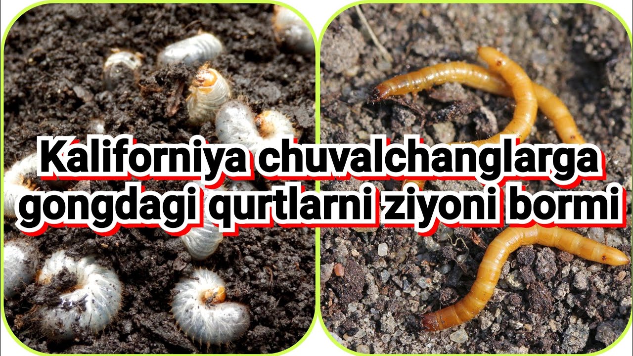 Kaliforniya chuvalchanglarga gongdagi qurtlarni ziyoni bormi 