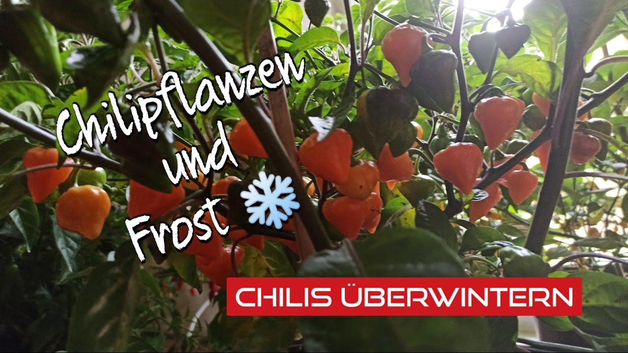 Chilis überwintern - Chilipflanzen und Frost - Wie frosthart sind Chilis? // Gartenschlau.com