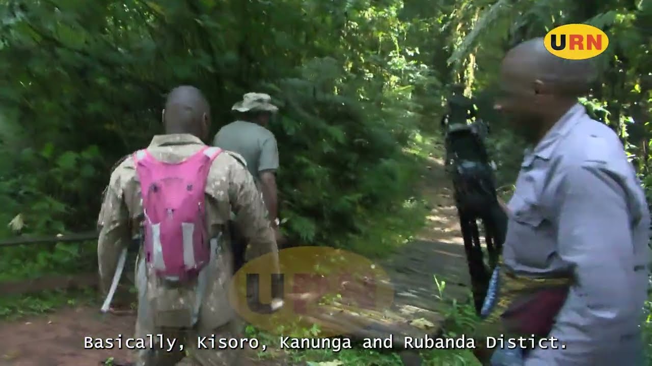 TRACING THE ROOTS OF THE WATERS IN BWINDI NATIONAL PARK #discoveruganda #visituganda #hiking