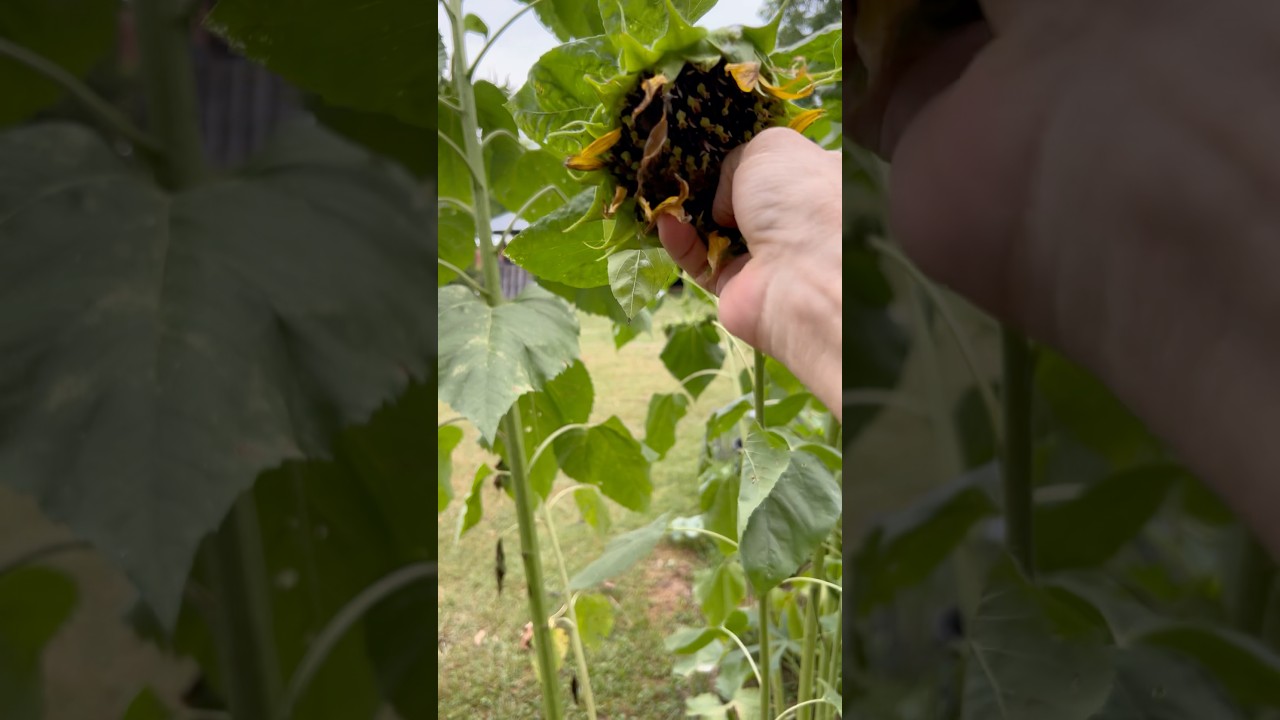 Purple Sunflower Seeds 