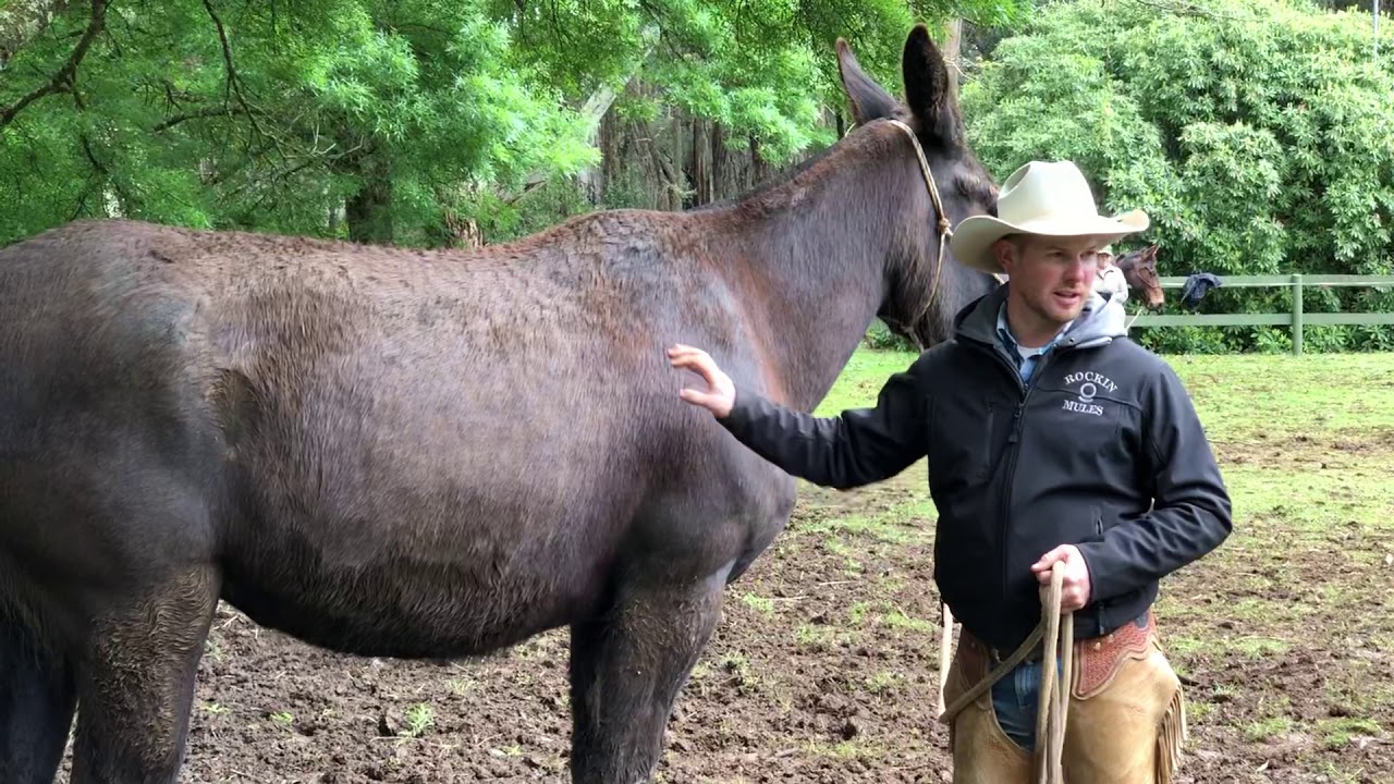 Troubled Mule