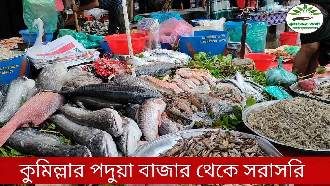 কুমিল্লার বিখ্যাত পদুয়া বাজার থেকে সরাসরি ভিডিও