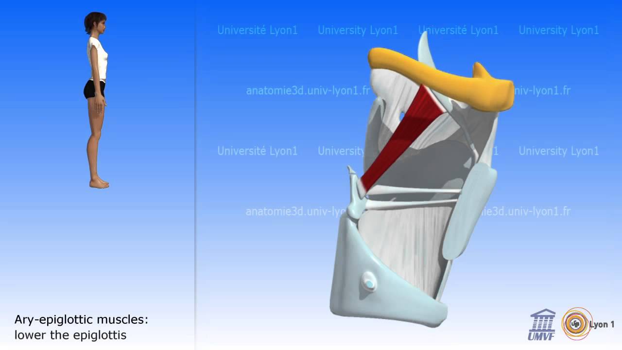Role of the Muscles of the Larynx