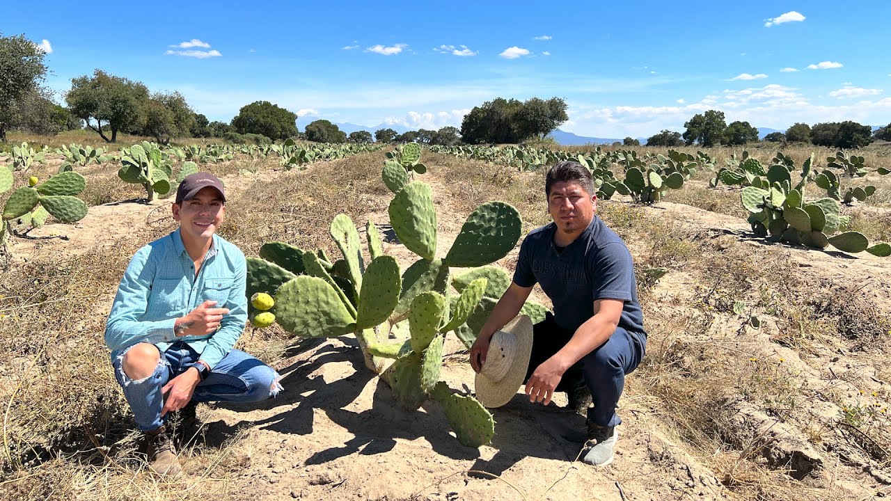 Nopal verdura contra  nopal tunero que será más rentable | Huerta nueva y en producción