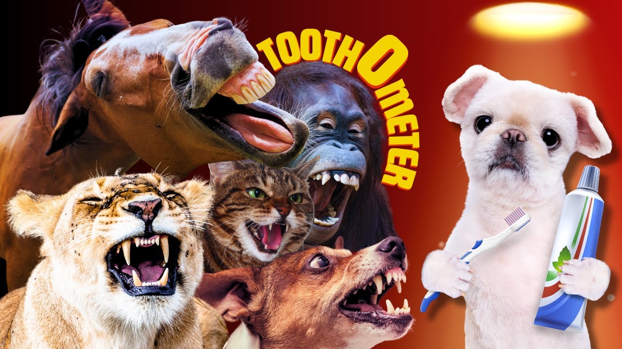 Tooth Untold | Nature's Toothiest Lineup!