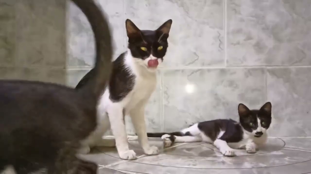 Cat playing with mom 
