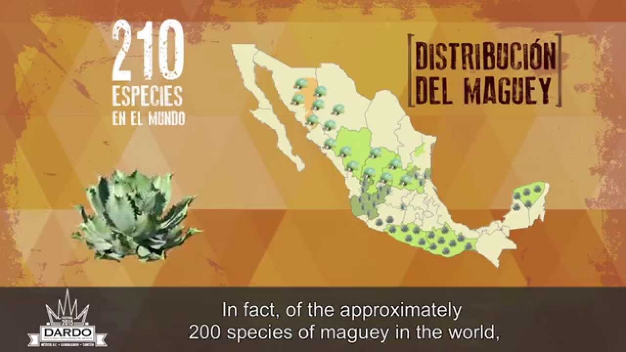 La producción del Mezcal y los destilados de agave