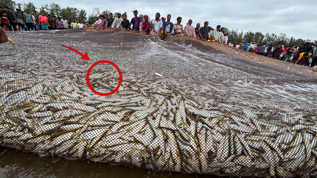 Amazing! आज समंदर मेहरबान है | Bumper natural Mackerel fish Catch in Goa Benaulim Beach 