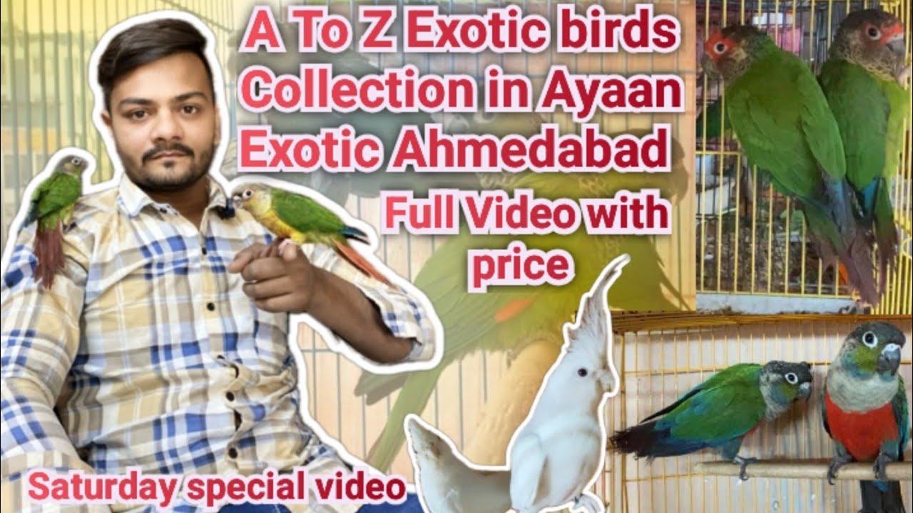 Conure Multiple variety Available in Ayaan Exotic Ahmedabad # A To Z Exotic birds in Ahmedabad 