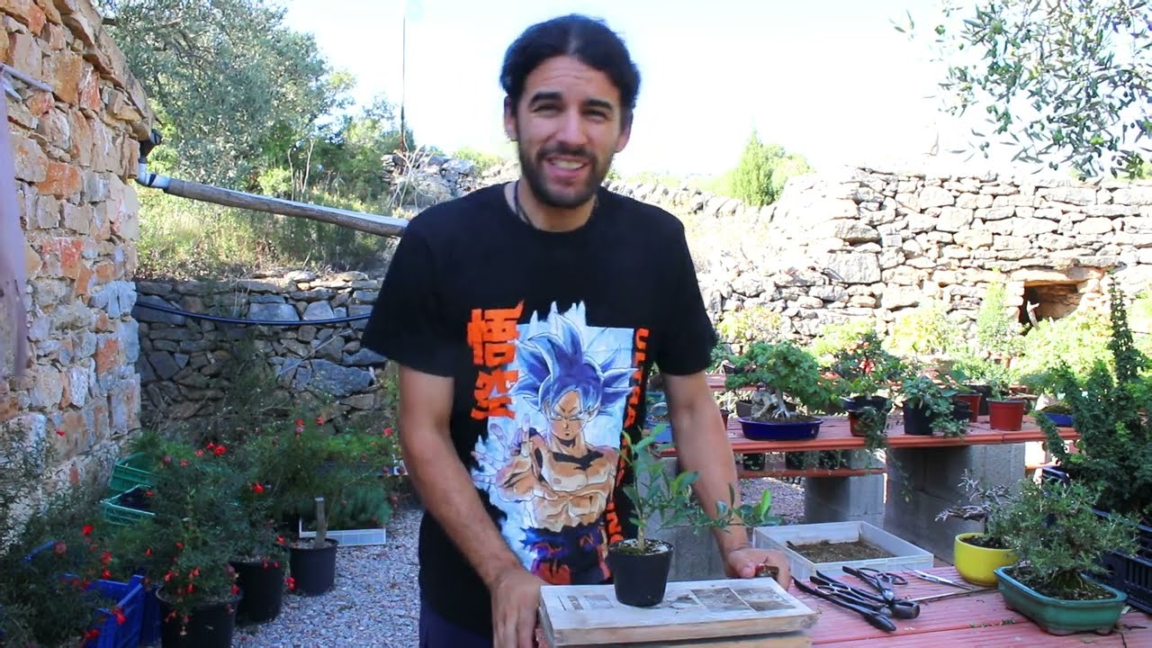 ¿Que tal es para bonsai? Fortunella japónica