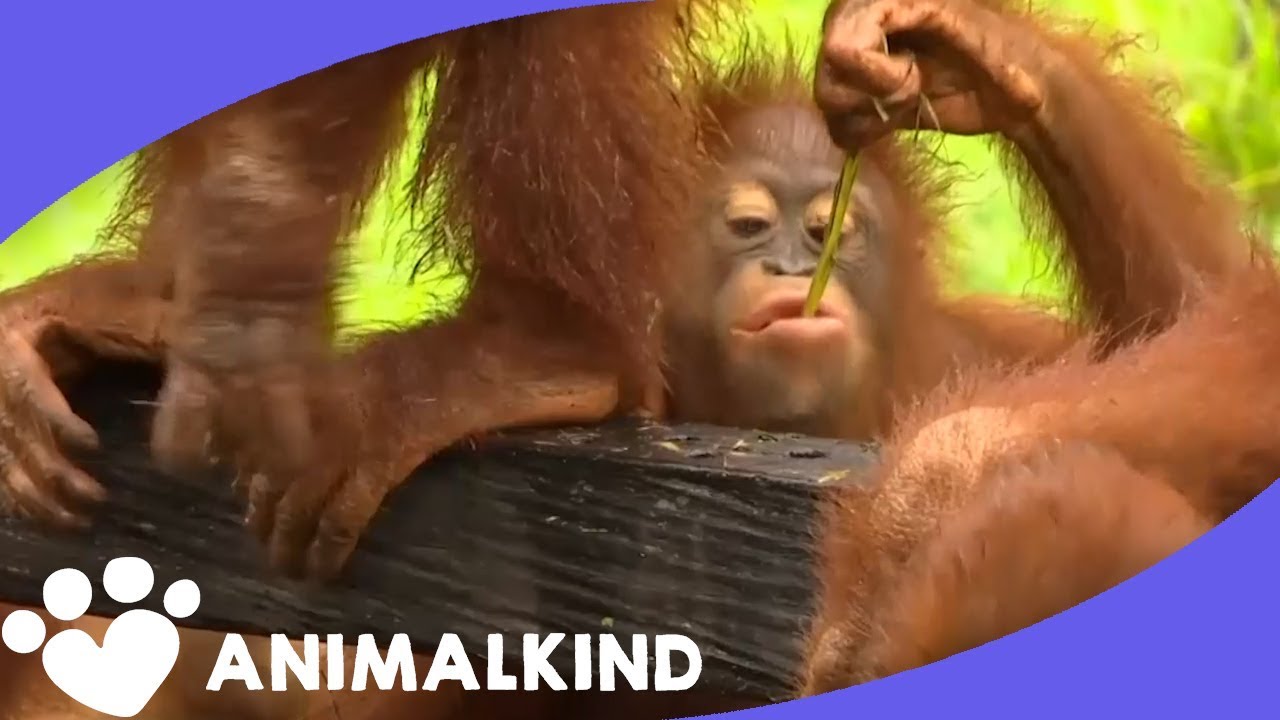 Orphaned baby orangutans learn to be wild