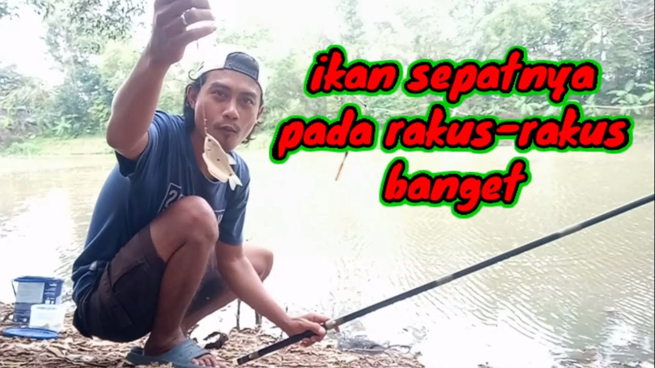 Cara mancing ikan sepat biasa - inilah umpan yang paling manjur
