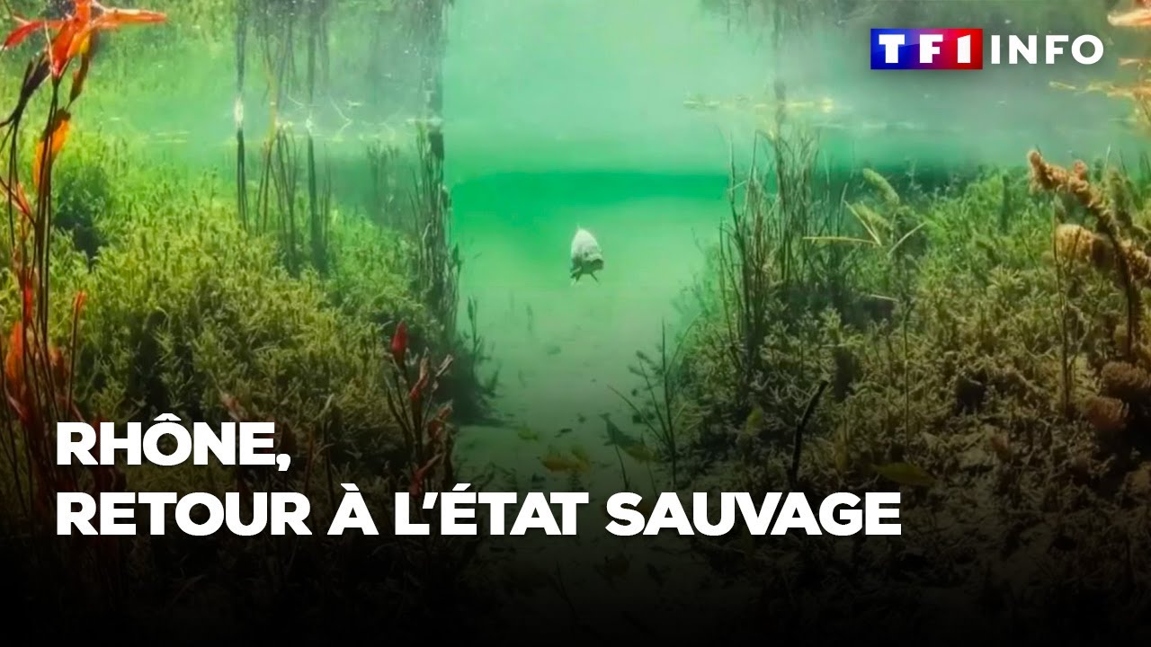 Rhône, retour à l'état sauvage