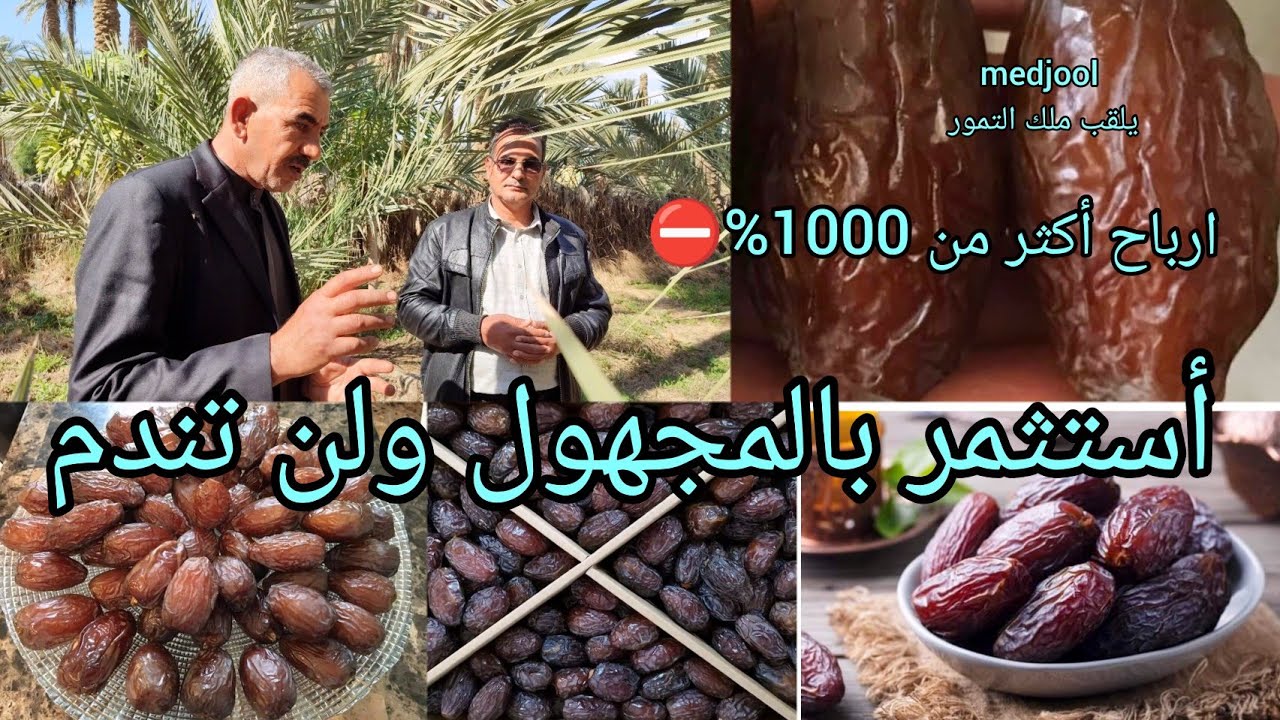 أستثمر أموالك بصنف نخيل المجهول أو المجدول ولن تندم   شاهدوا مزرعة مهدي الفتلاوي في العراق 🇮🇶