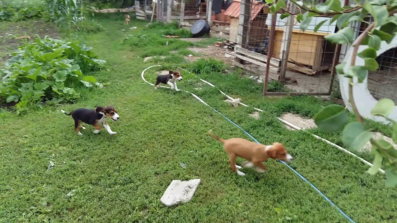 Trening mladi gonici 2 meseca