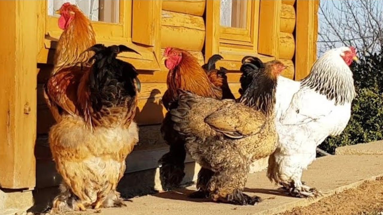 Huge Gold and Light Brahma Chickens - Video 4K