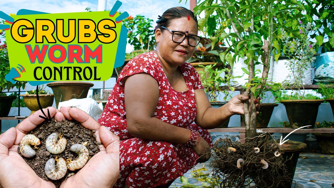 Komle Kira le Satayo I How to Get Rid of Grub Worms in Garden Soil