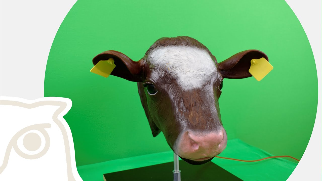 CSL: Peripherer Venenverweilkatheter (PVK) beim Kalb