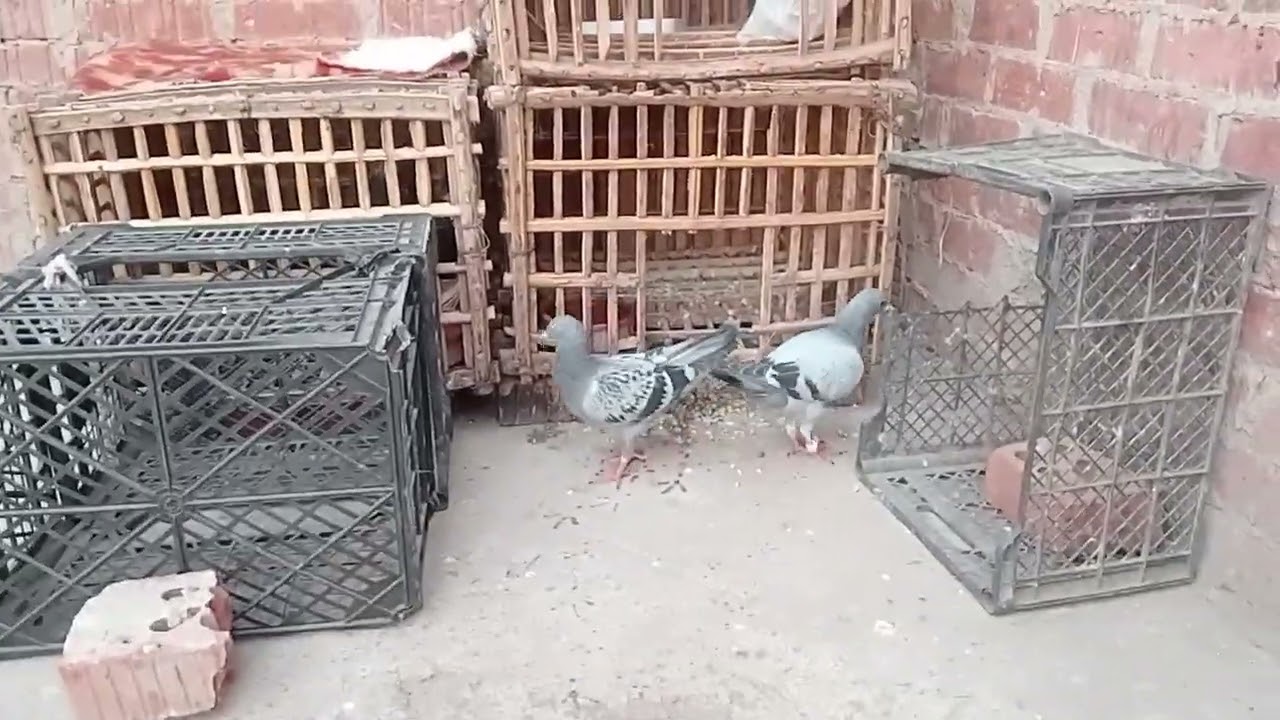 الحمام عندي زي الناس🤣🤣