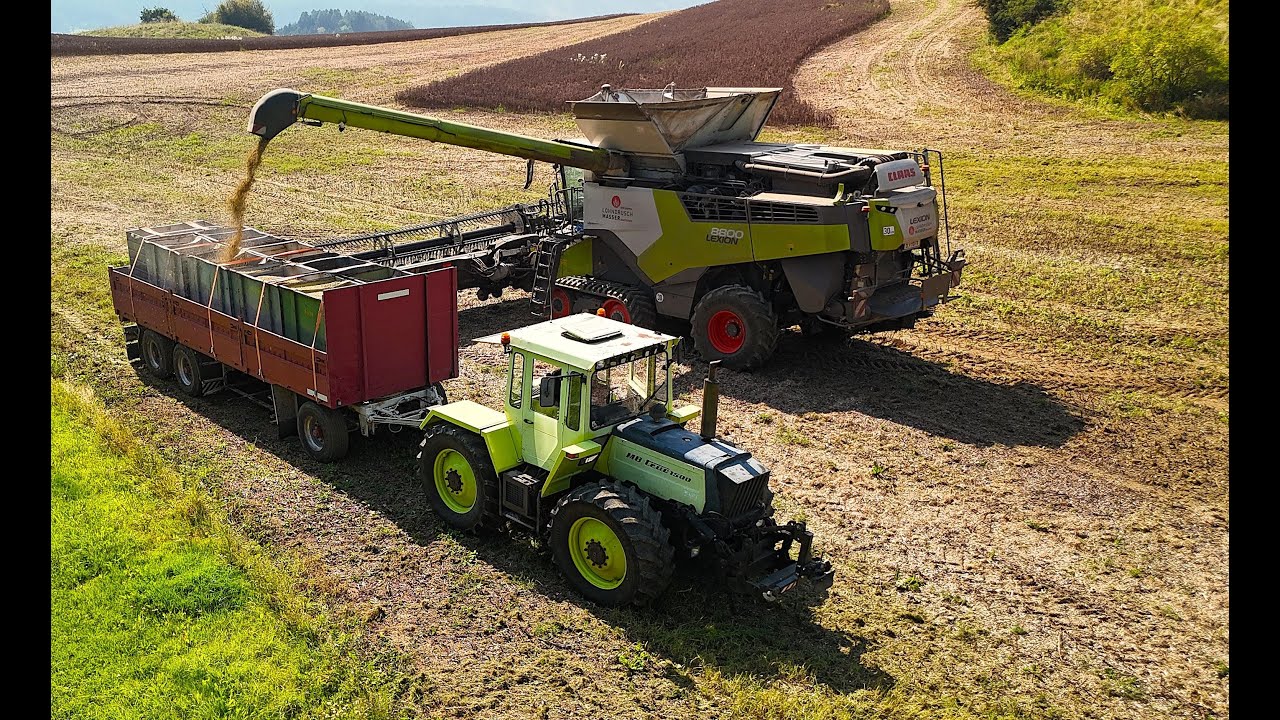 Bohnen dreschen mit ClaasLexion8800 und MbTrac1500