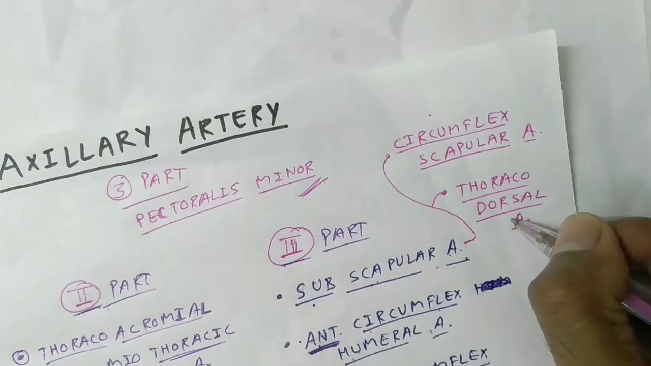 Axillary Artery Branche's | Upper Limb Anatomy | TCML