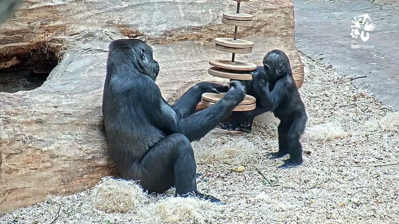 Kisumu s hlavolamem a první pranice mláďat