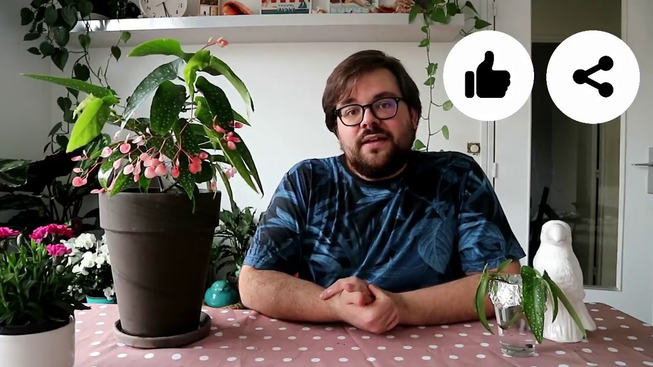 Le Rempotage Du Bégonia Bambou - Bloom ta life