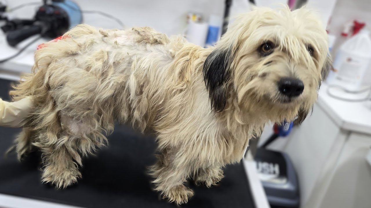 This Matted Dog’s Grooming Transformation Changed Everything