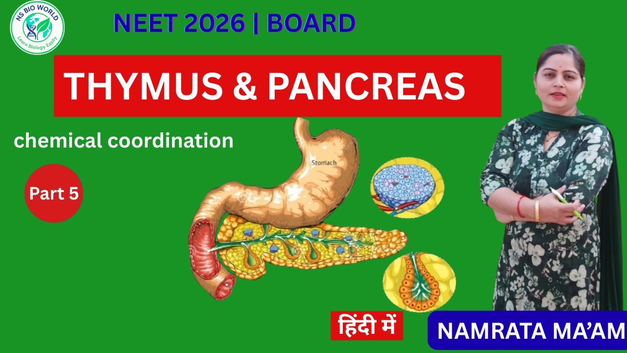 Chemical Coordination Part 5 | Thymus and Pancreas | Class 11 Biology | NEET 2026 by Namrata Ma`am