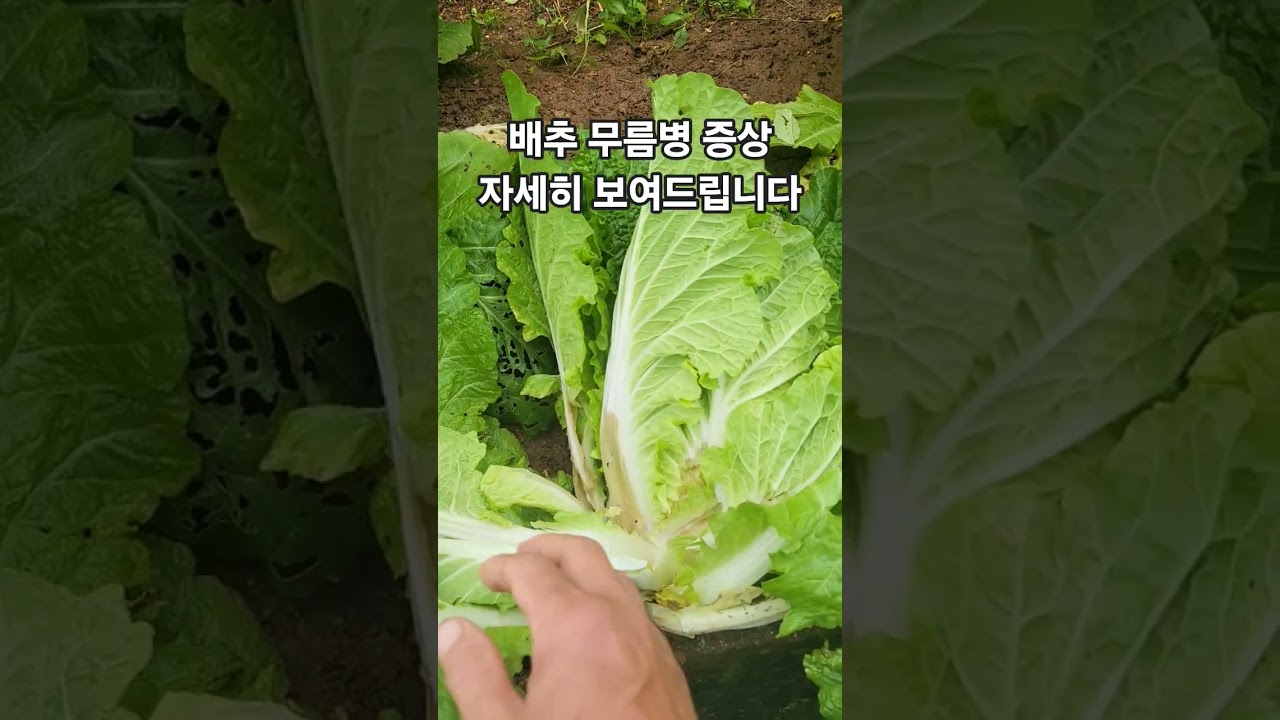 배추 무름병 증상, 자세히 보여드립니다.