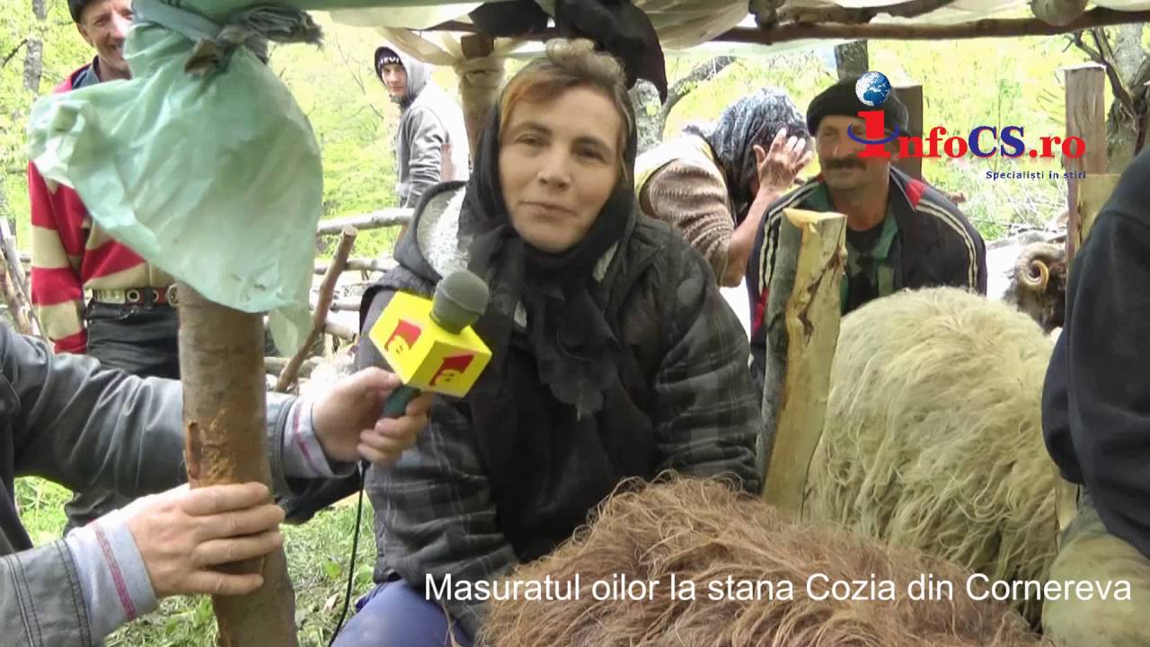 Masuratul oilor la stana Cozia la Patru din Cornereva mai 2016