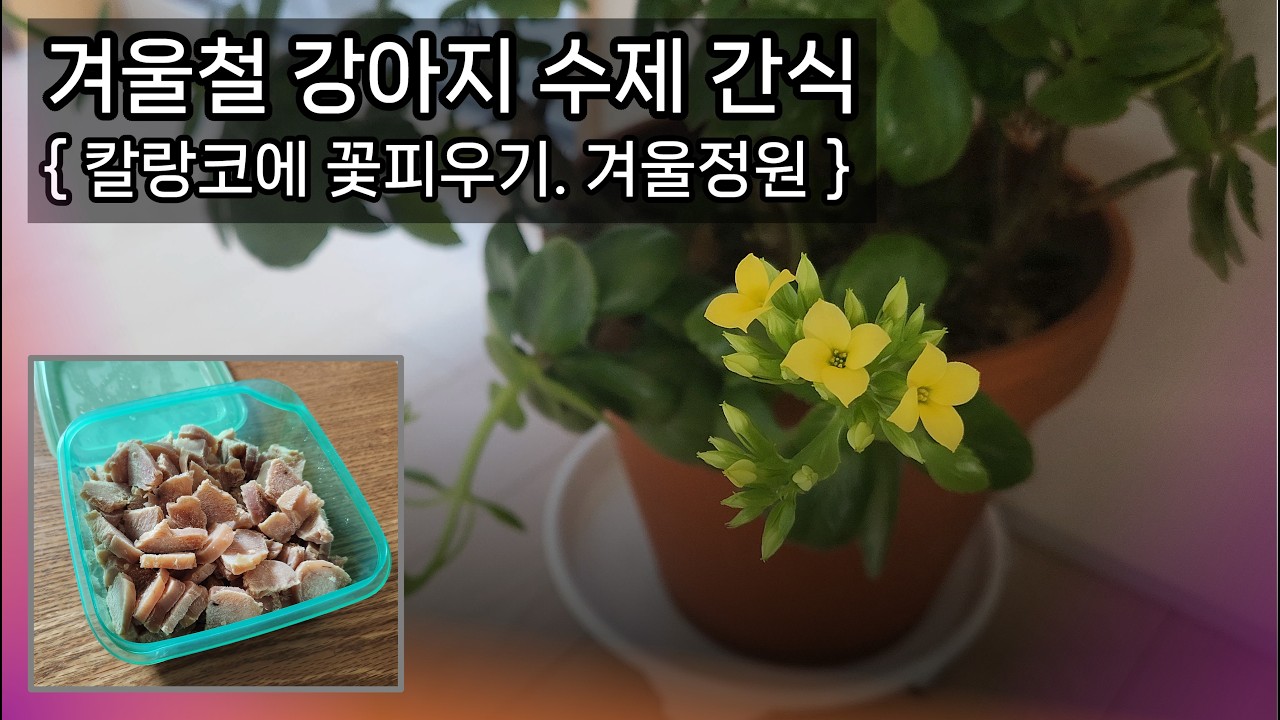 댕댕이 닭가슴살 수제 간식. 겨울정원. 칼랑코에 꽃피우기 - 2026년 1월 초중순