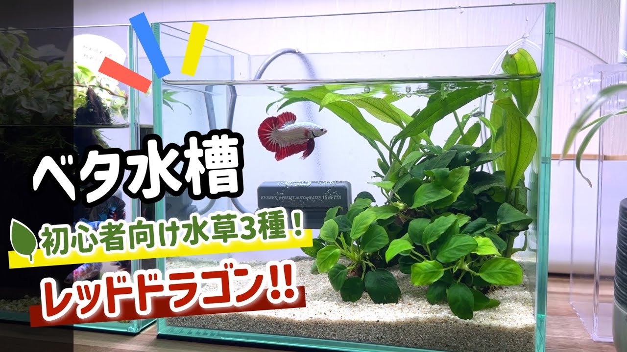 よく見る「定番で鉄板」の陰性水草を使ってベタ水槽を立ち上げた