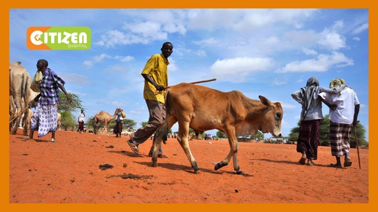 Livestock farmers  in Mogotio urge gov't to save the centre from collapsing